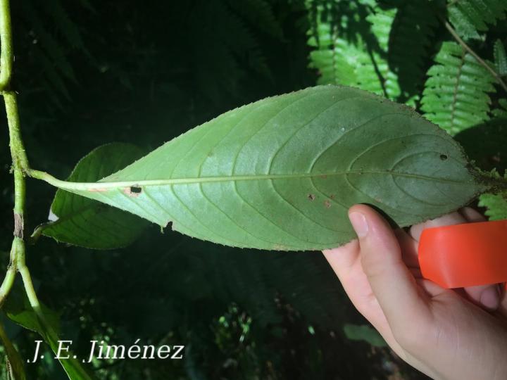 Hedyosmum scaberrimum