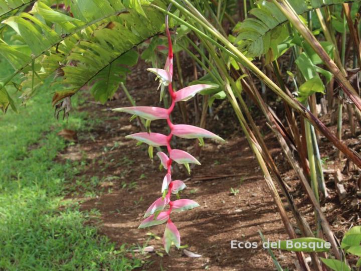 Heliconia chartacea