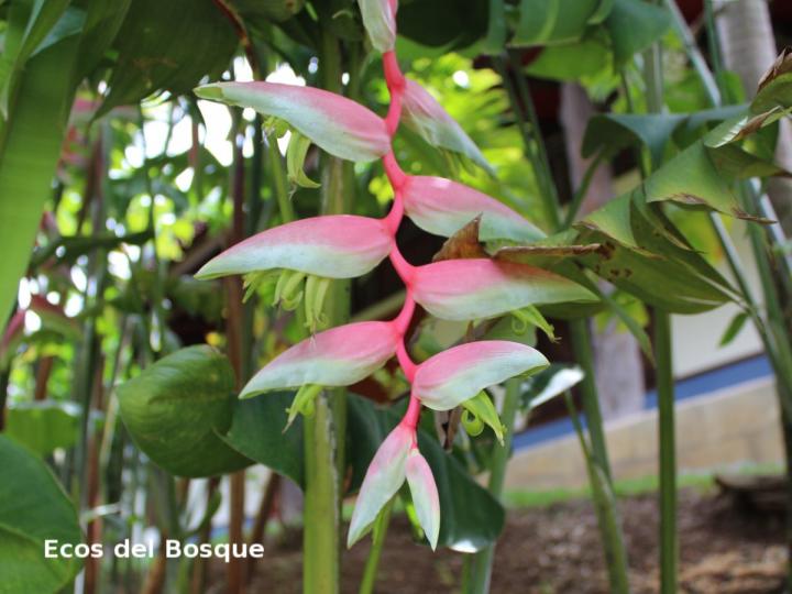 Heliconia chartacea