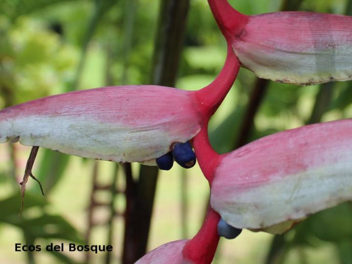 Heliconia chartacea