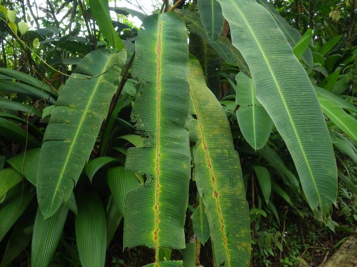 Heliconia latispatha