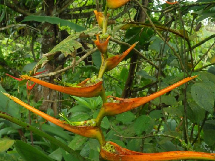 Heliconia latispatha
