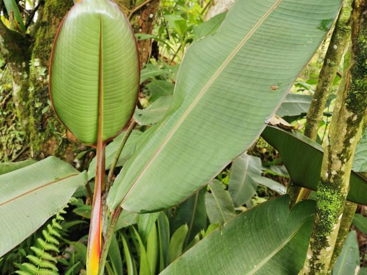 Heliconia latispatha