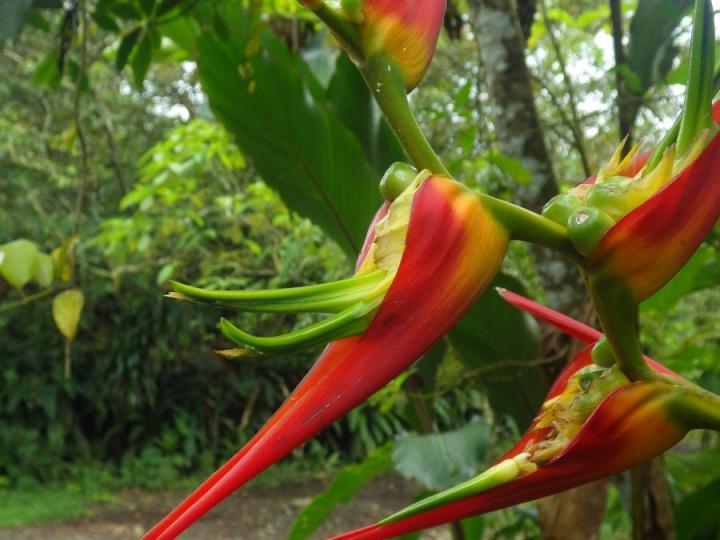 Heliconia latispatha
