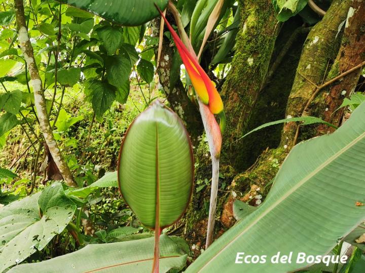 Heliconia latispatha