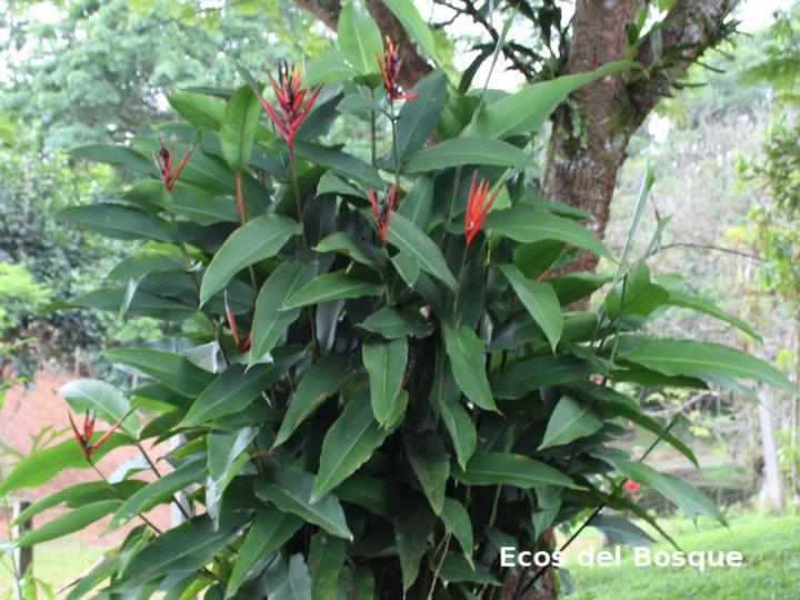 Heliconia mathiasiae