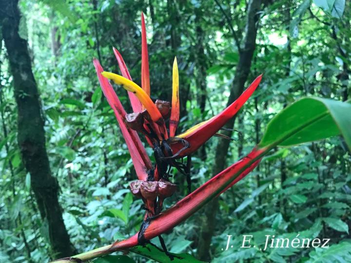 Heliconia mathiasiae