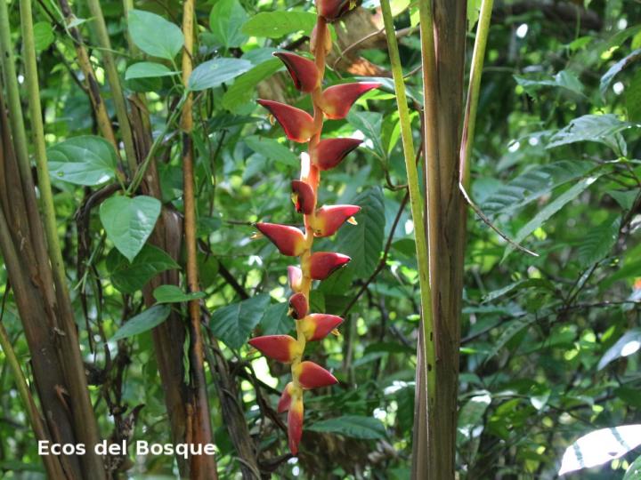 Heliconia pogonantha