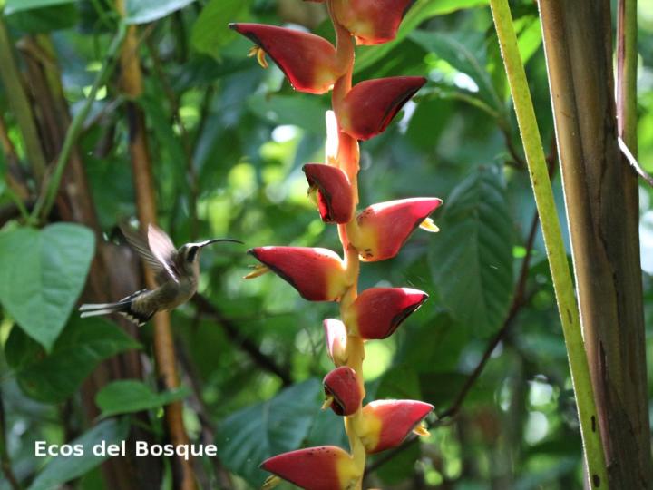 Heliconia pogonantha