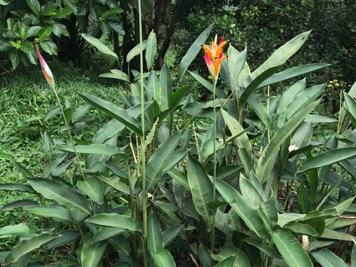 Heliconia psittacorum