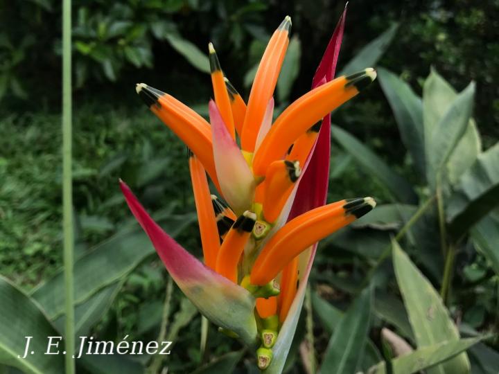Heliconia psittacorum