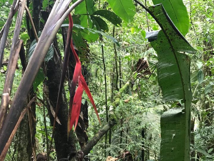 Heliconia trichocarpa