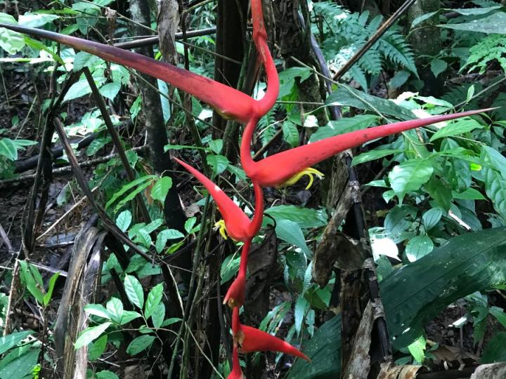 Heliconia trichocarpa