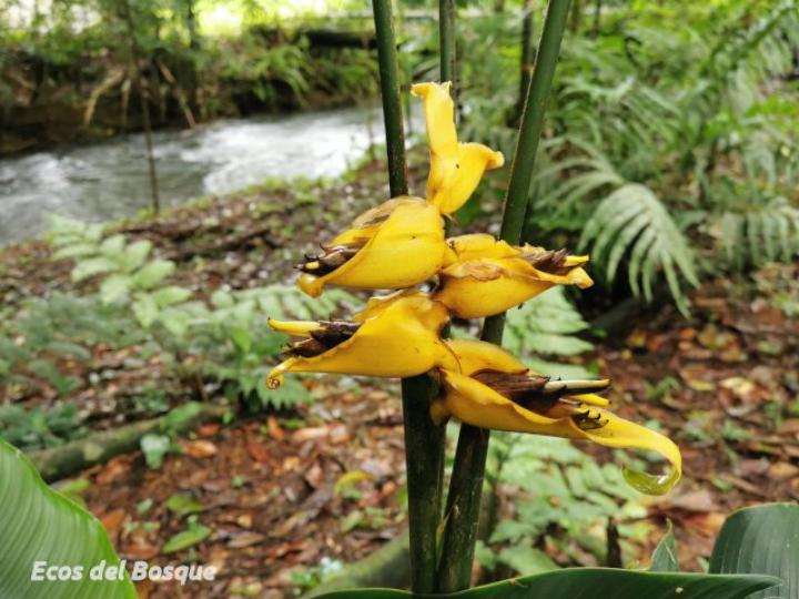 Heliconia umbrophilla