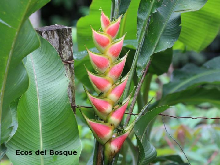 Heliconia wagneriana