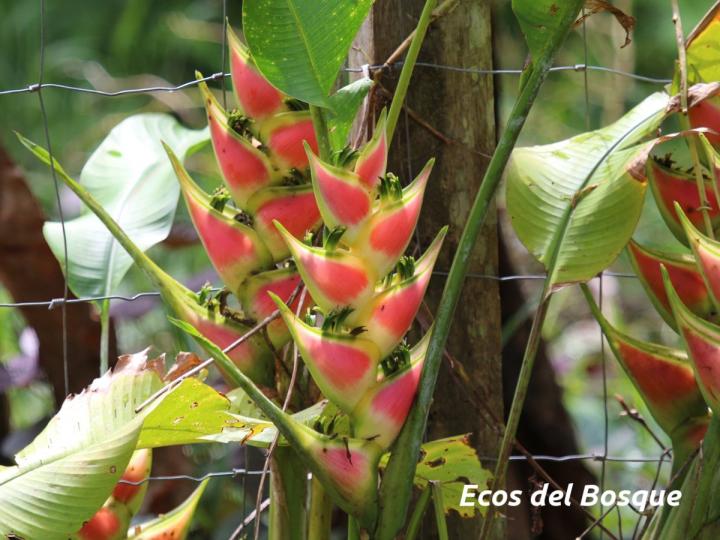 Heliconia wagneriana