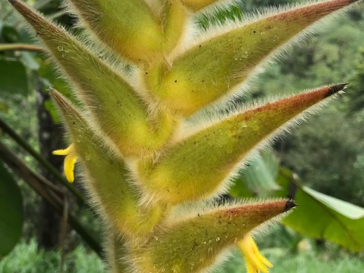 Heliconia xanthovillosa