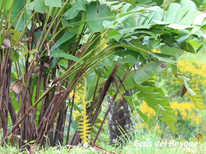 Heliconia xanthovillosa