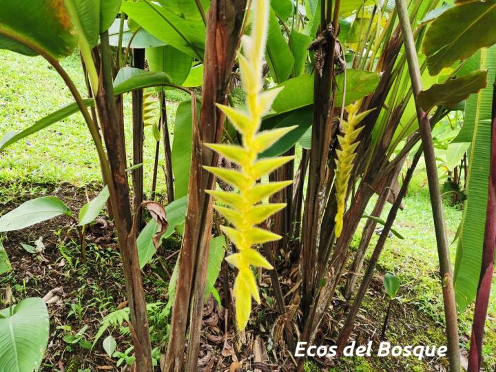 Heliconia xanthovillosa