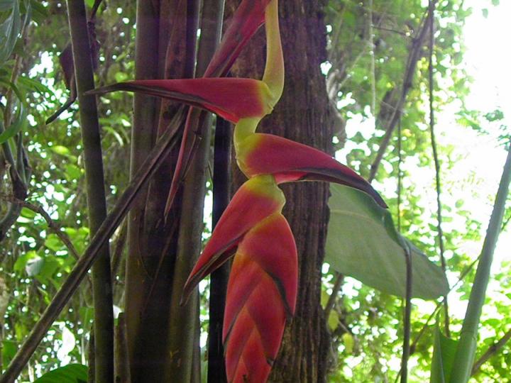 Heliconia pogonantha