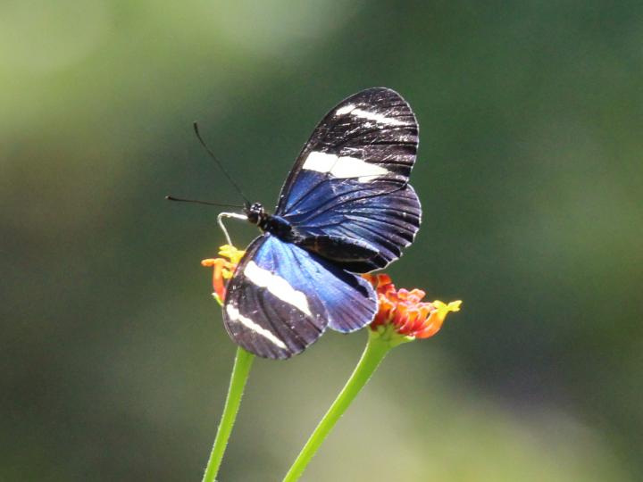 Heliconius sara fulgidus