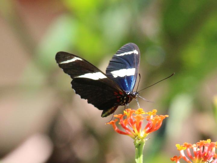 Heliconius sara fulgidus