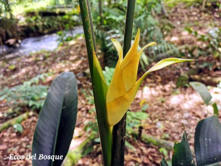 Heliconia umbrophilla