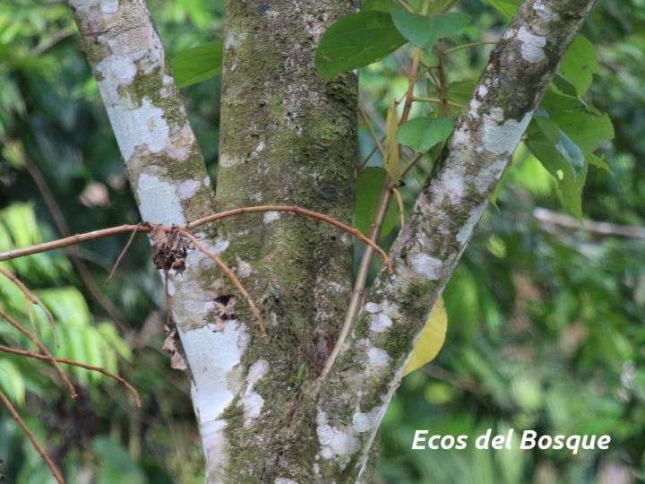 Heliocarpus appendiculatus