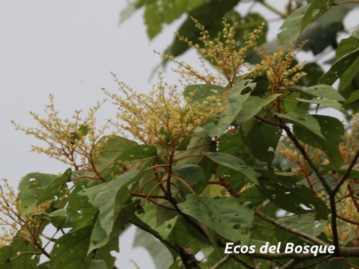 Heliocarpus appendiculatus