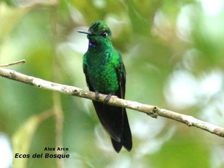 Heliodoxa jacula (Colibrí brillante frentiverde)