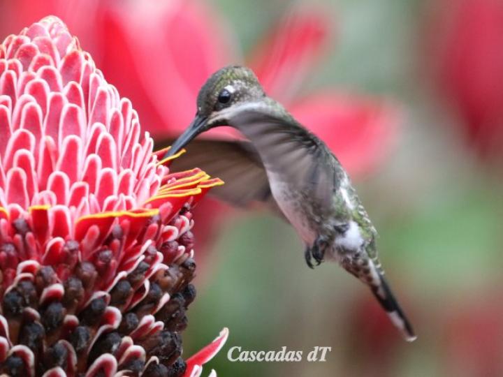Heliomaster longirostris