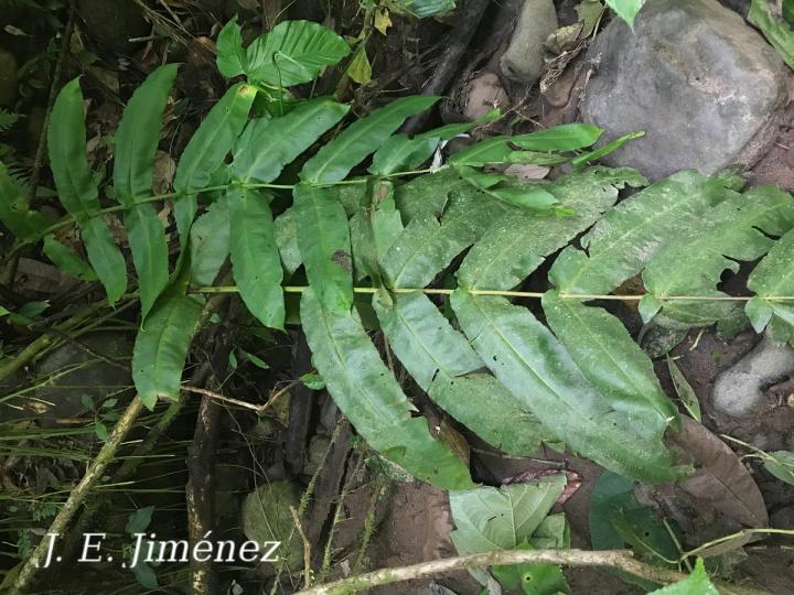 Hemidictyum marginatum