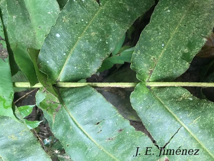 Hemidictyum marginatum