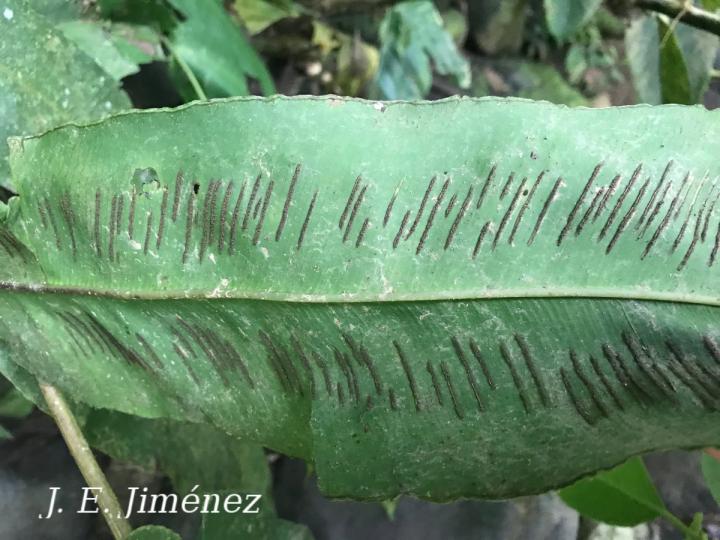Hemidictyum marginatum