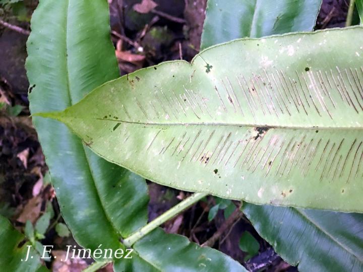 Hemidictyum marginatum