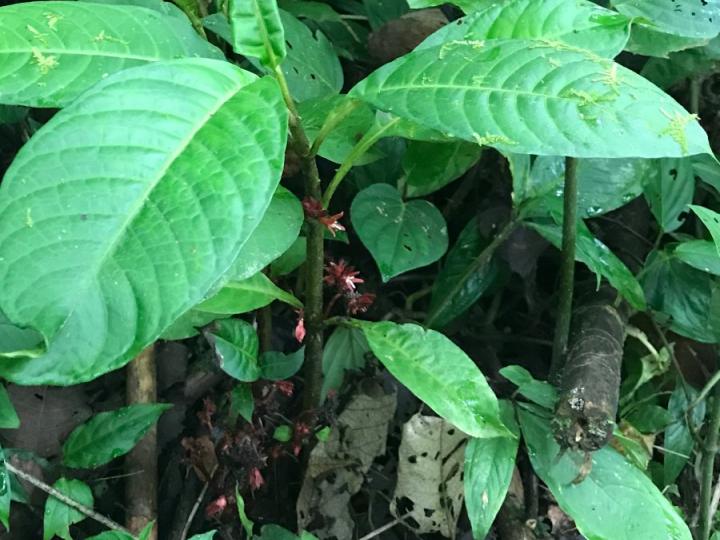 Hoffmannia liesneriana