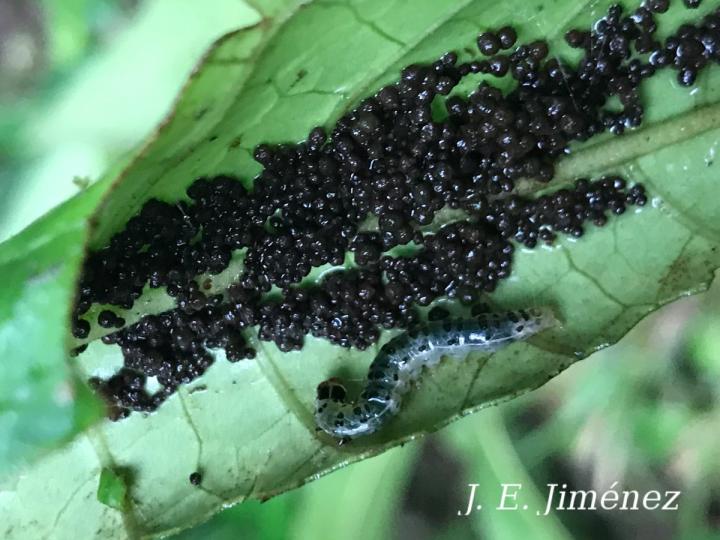 Hoffmannia liesneriana