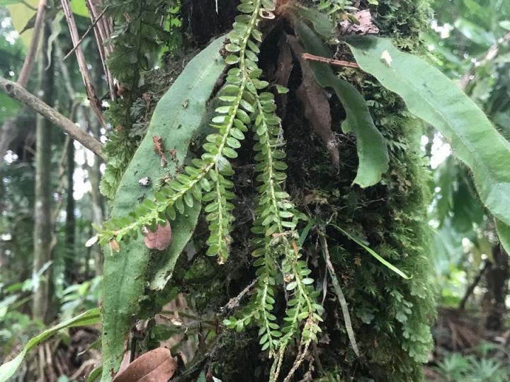 Huperzia dichaeoides