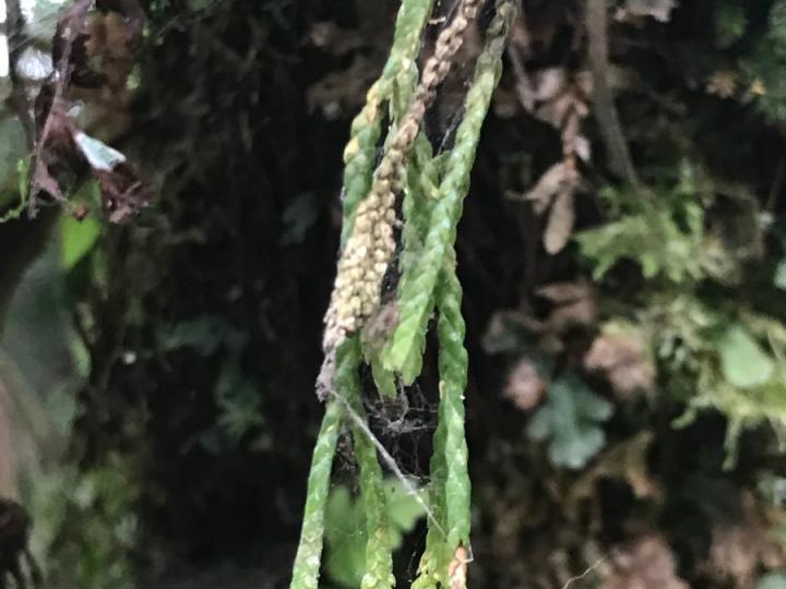 Huperzia dichaeoides