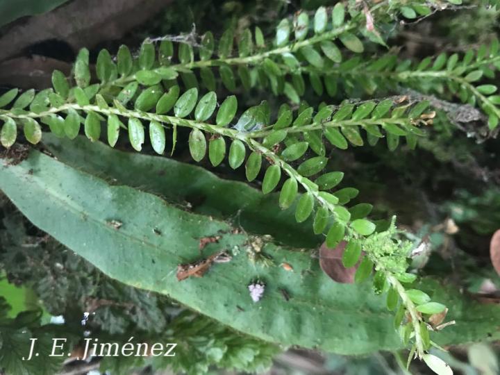 Huperzia dichaeoides