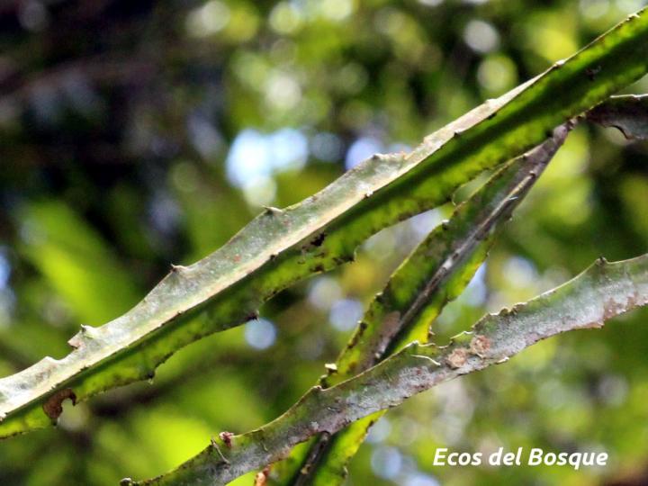 Hylocereus stenopterus