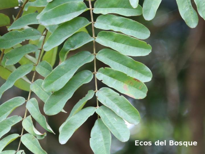 Hymenolobium mesoamericanum (Cola de pavo)