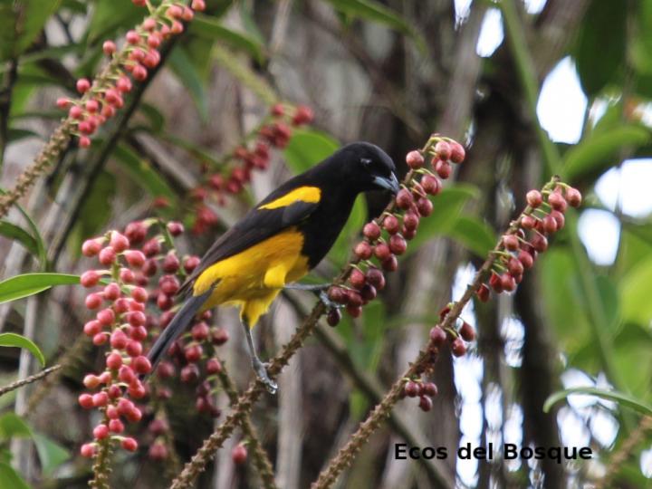 Sarcopera sessiliflora