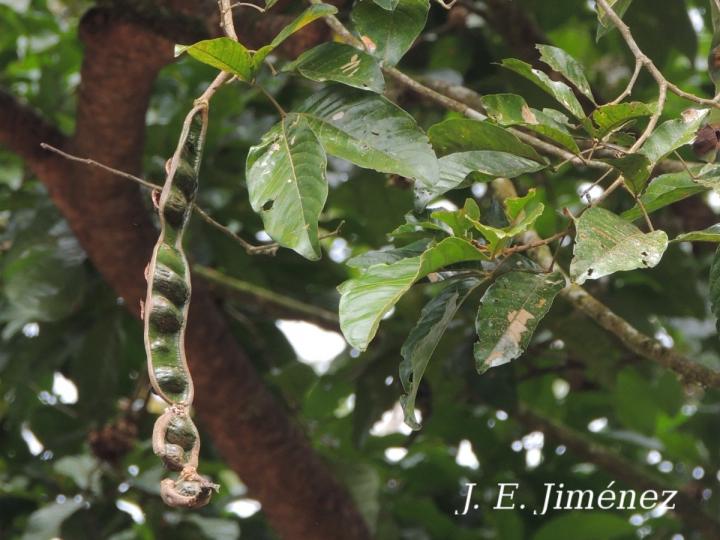 Inga leiocalycina