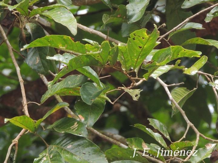 Inga leiocalycina