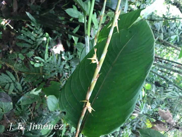 Ischnosiphon inflatus