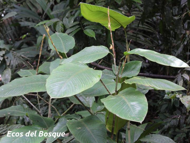 Ischnosiphon inflatus