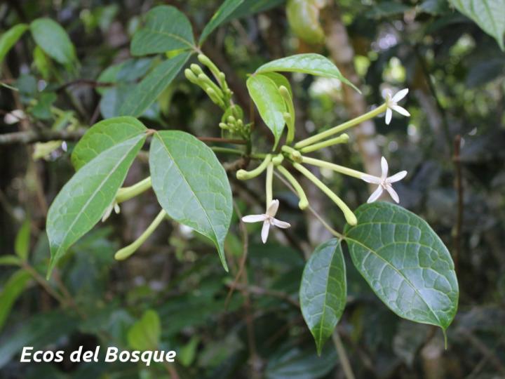 Jacaratia dolichaula