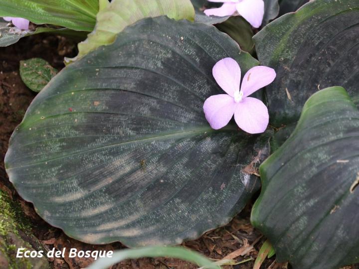 Kaempferia pulchra 