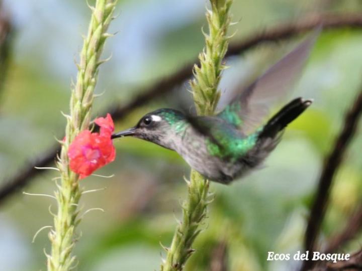 Stachytarpheta mutabilis (Rabo de gato)